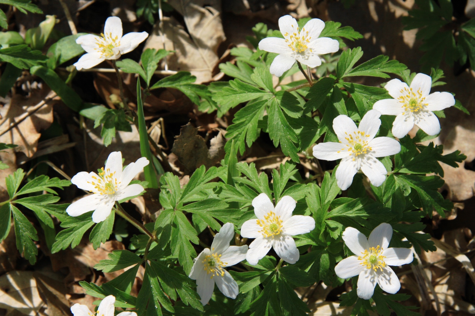 Anemone dei boschi