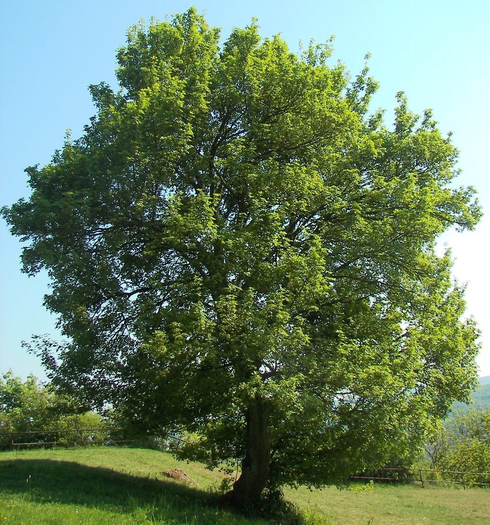 Acero di monte