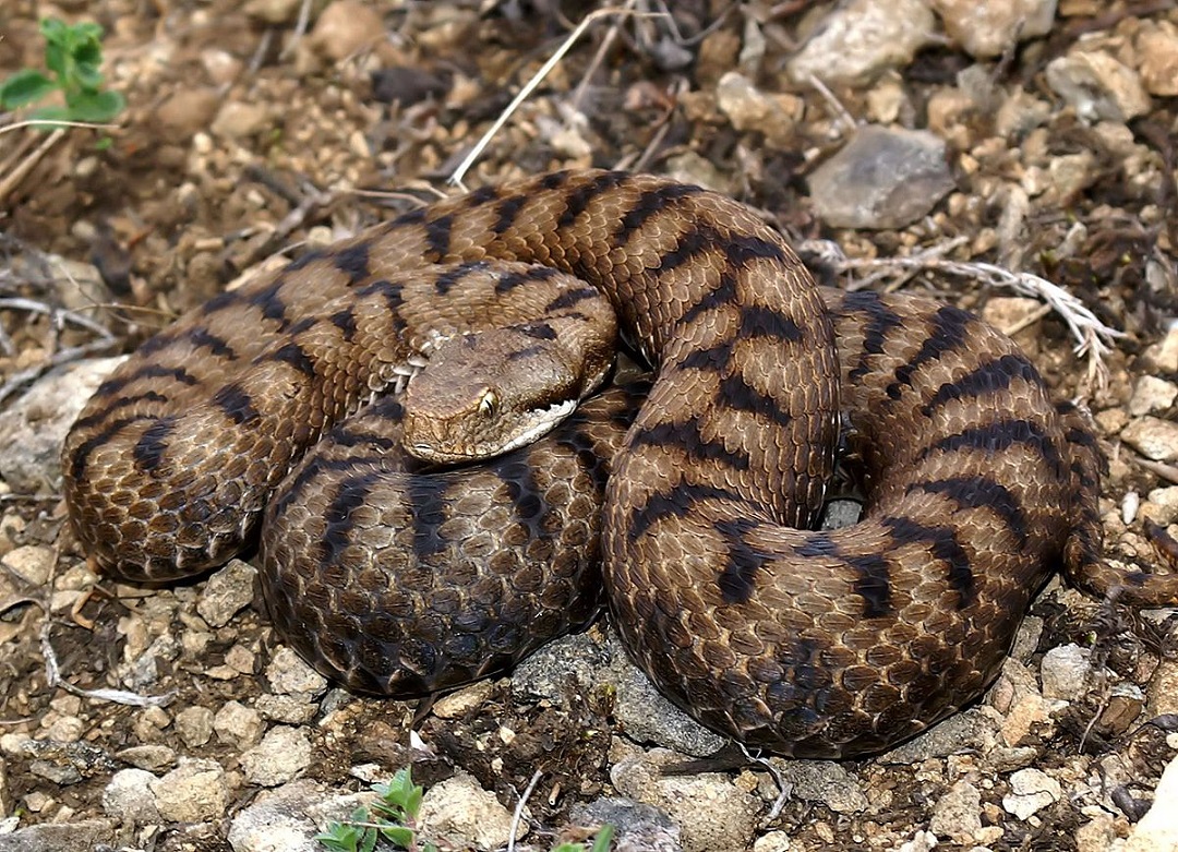 Vipera comune