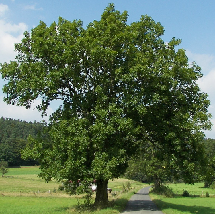 Frassino maggiore