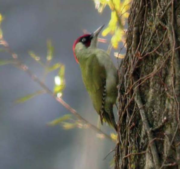 Picchio verde