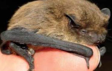 Pipistrello nano