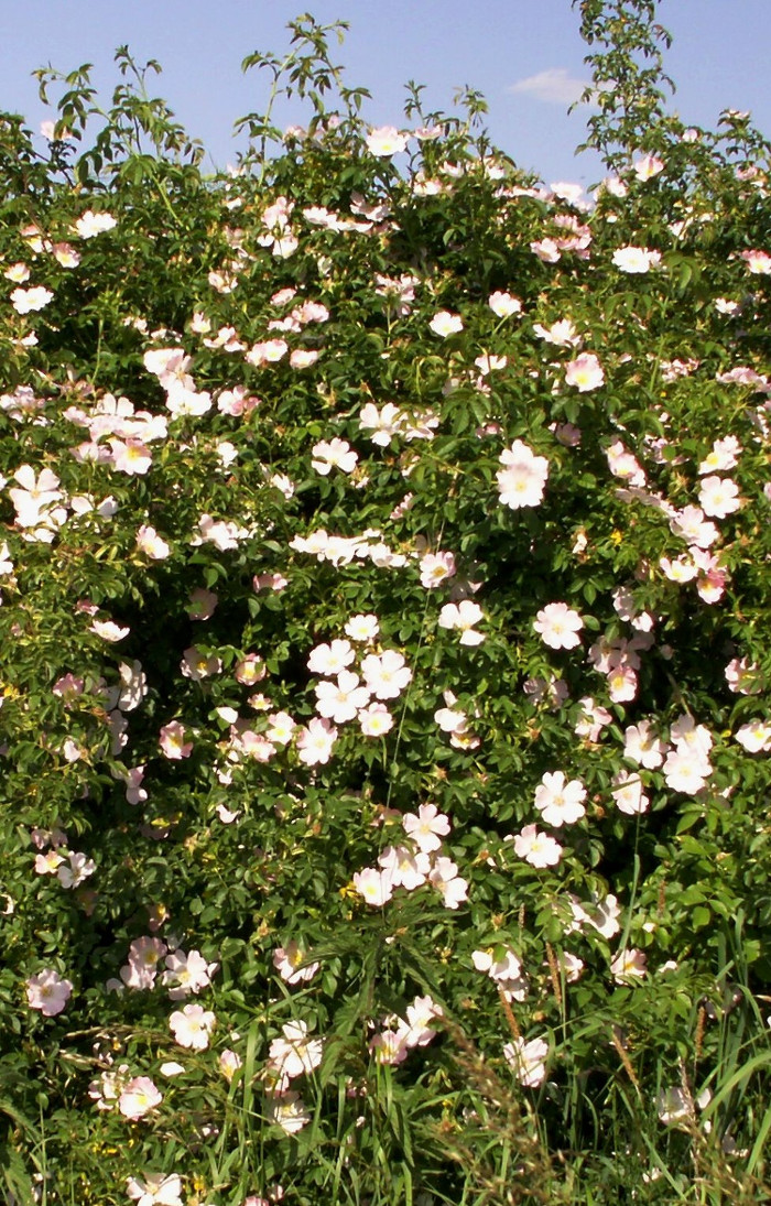 Rosa canina