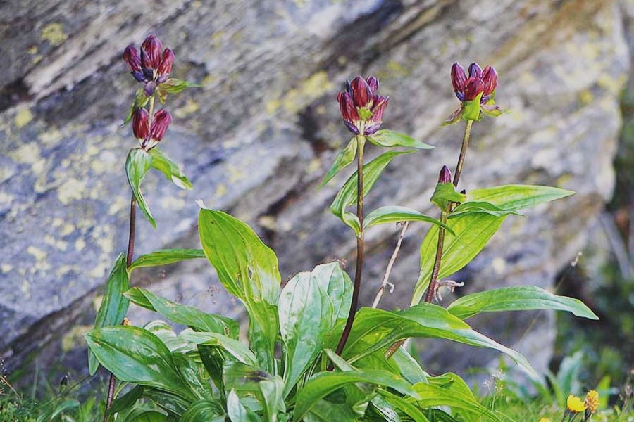 Genziana porporina