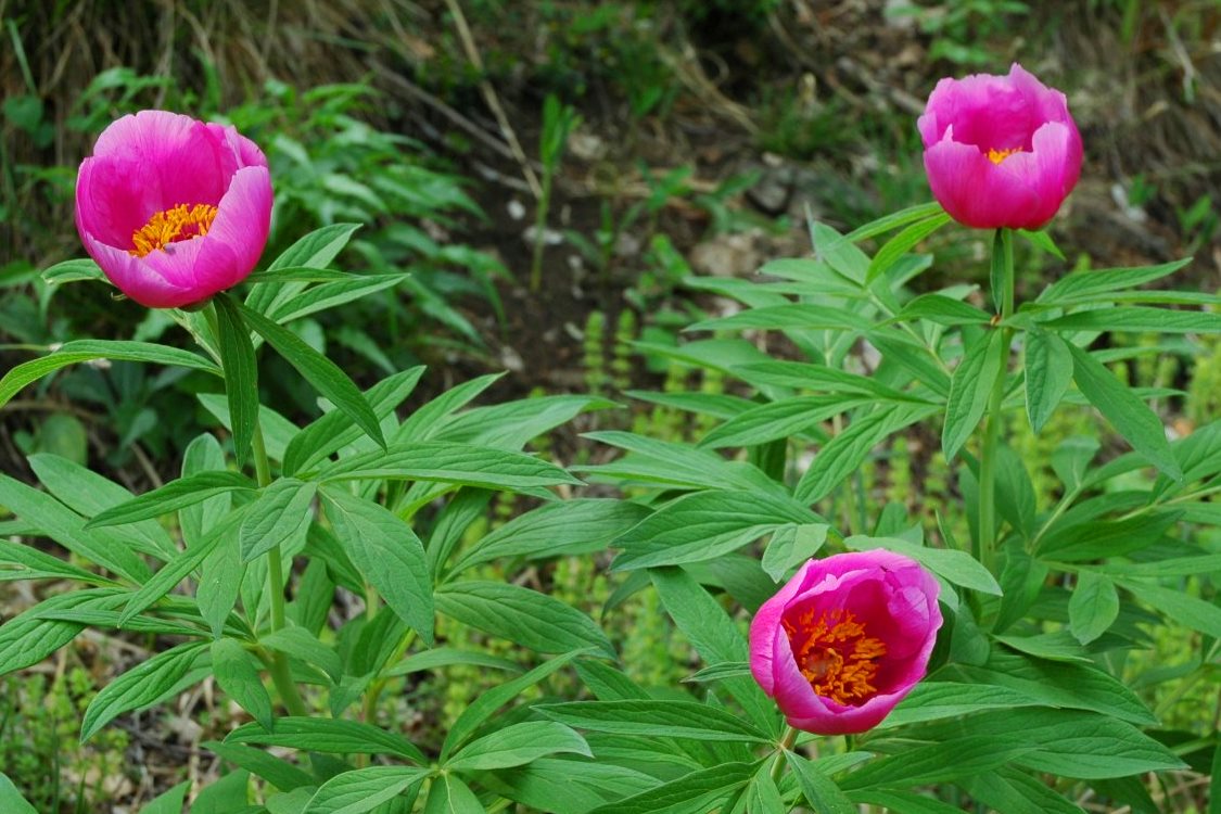 Peonia selvatica