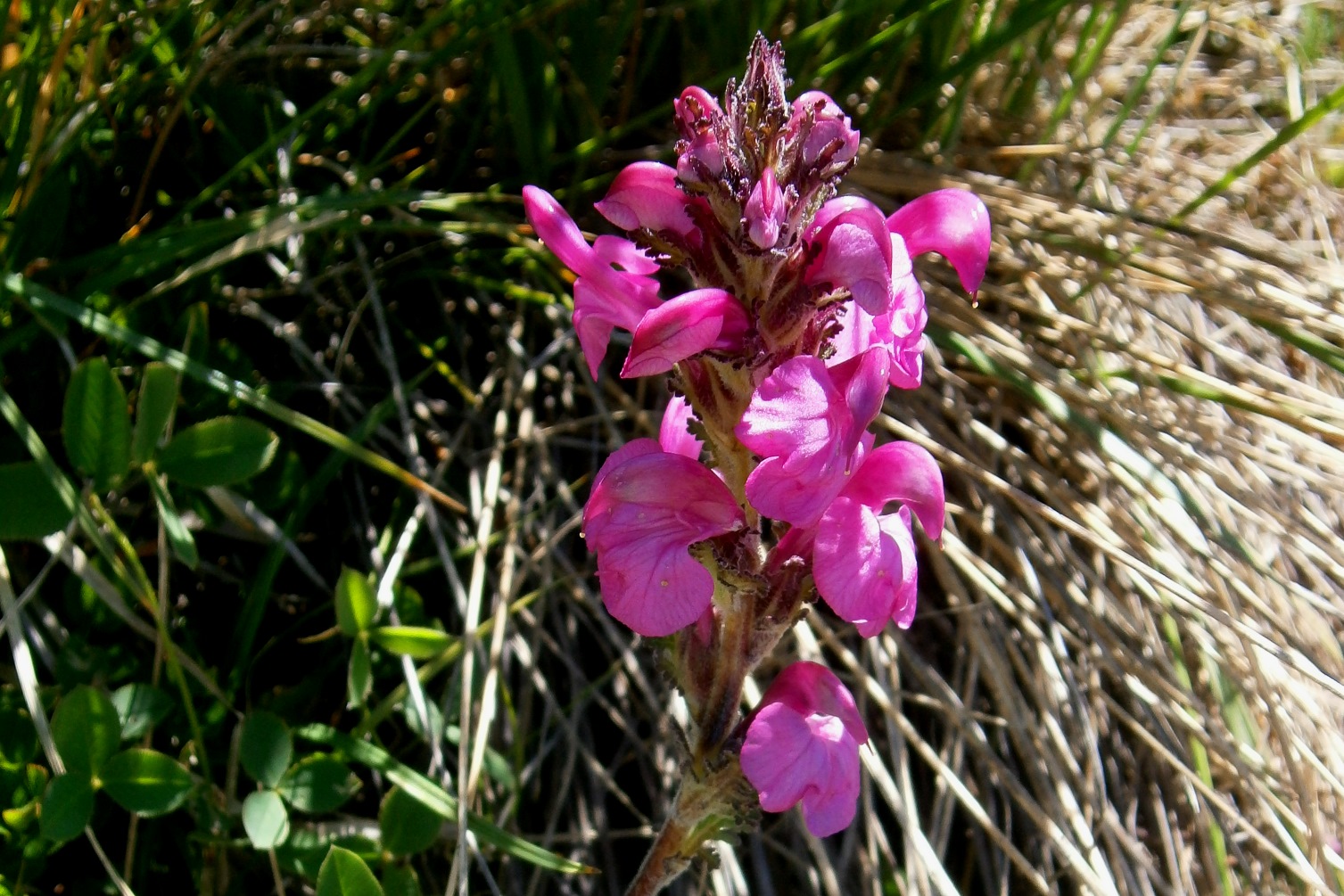 Pedicolare spiralata