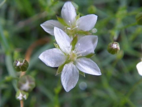 Minuartia delle Grigne