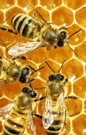 Corso di apicoltura in Valsassina