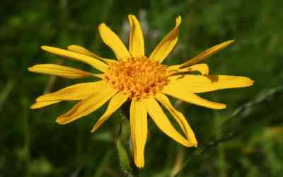 Arnica montana