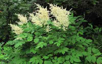 Aruncus dioicus