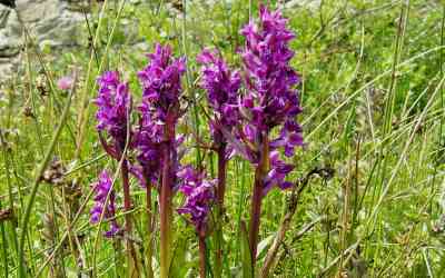 Dactylorhiza maculata