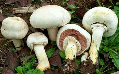 Agaricus xanthodermus