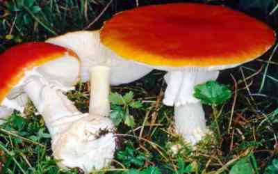 Amanita muscaria