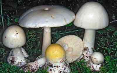 Amanita phalloides (var. alba)