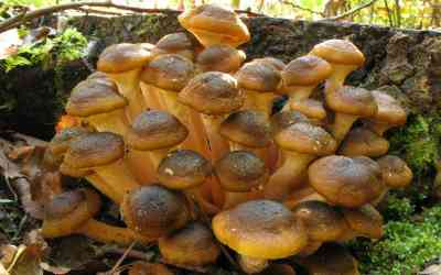 Armillaria Mellea