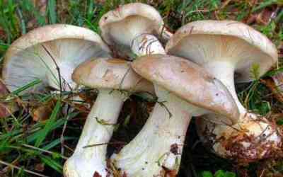 Clitocybe nebularis