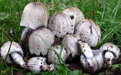 Coprinus atramentarius