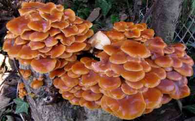 Flammulina velutipes