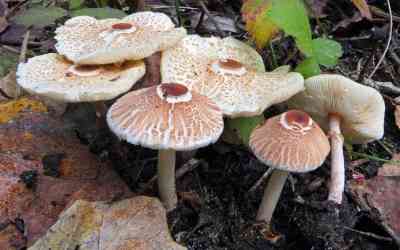 Lepiota cristata