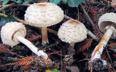 Macrolepiota procera