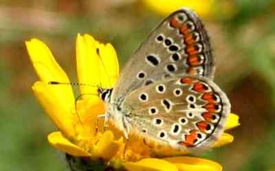 Polyommattus Icarus