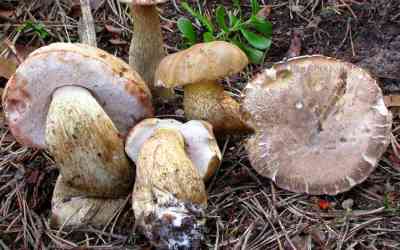 Tylopilus felleus