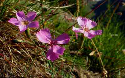 Dianthus sylvestris