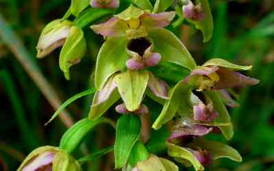 Epipactis helleborine