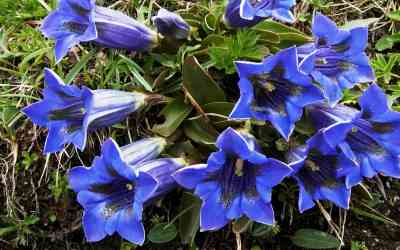 Gentiana kochiana