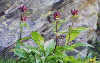 Gentiana purpurea