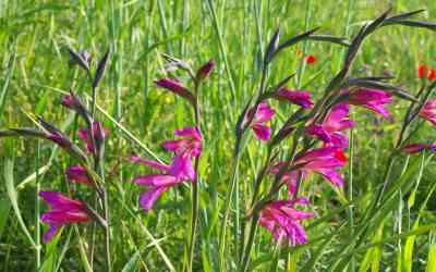 Gladiolus italicus