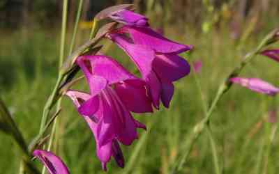 Gladiolus palustris