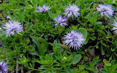 Globularia cordifolia