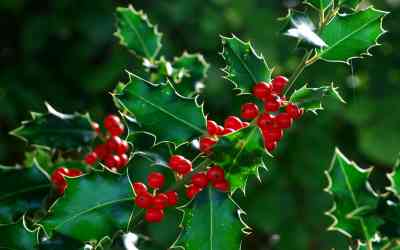 Ilex aquifolium