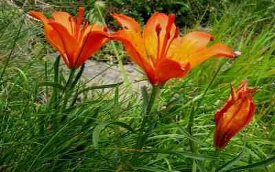 Lilium bulbiferum