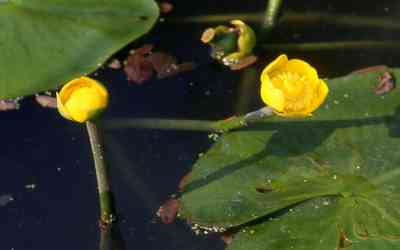 Nuphar luteum