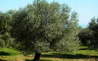 Olea europaea