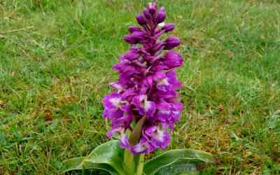 Orchide maschia