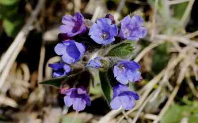 Pulmonaria australis