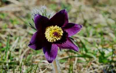 Pulsatilla montana