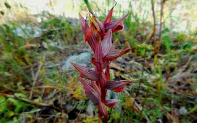 Serapis vomeracea