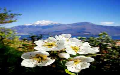 Primavera a Dongo