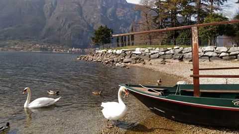 Cigni a Mandello del Lario