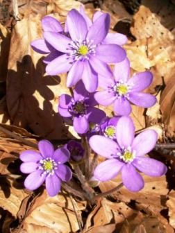 Anemone fegatella