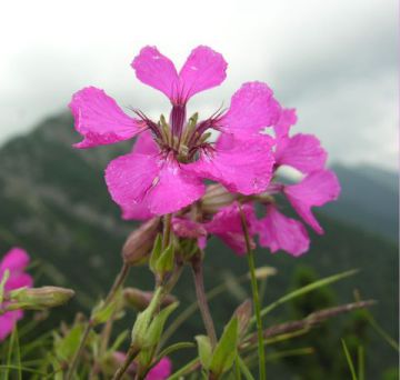 Silene di Elisabetta