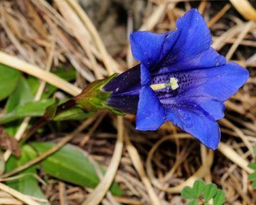 Genziana di Clusius