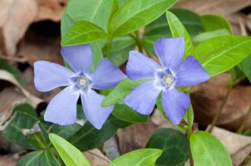 Pervinca minore