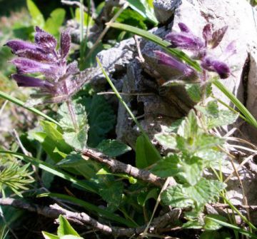 Bartsia